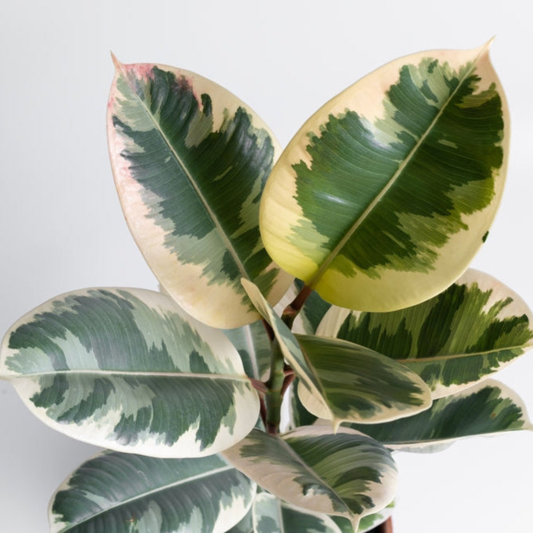 Ficus Tineke - Cheeky Garden