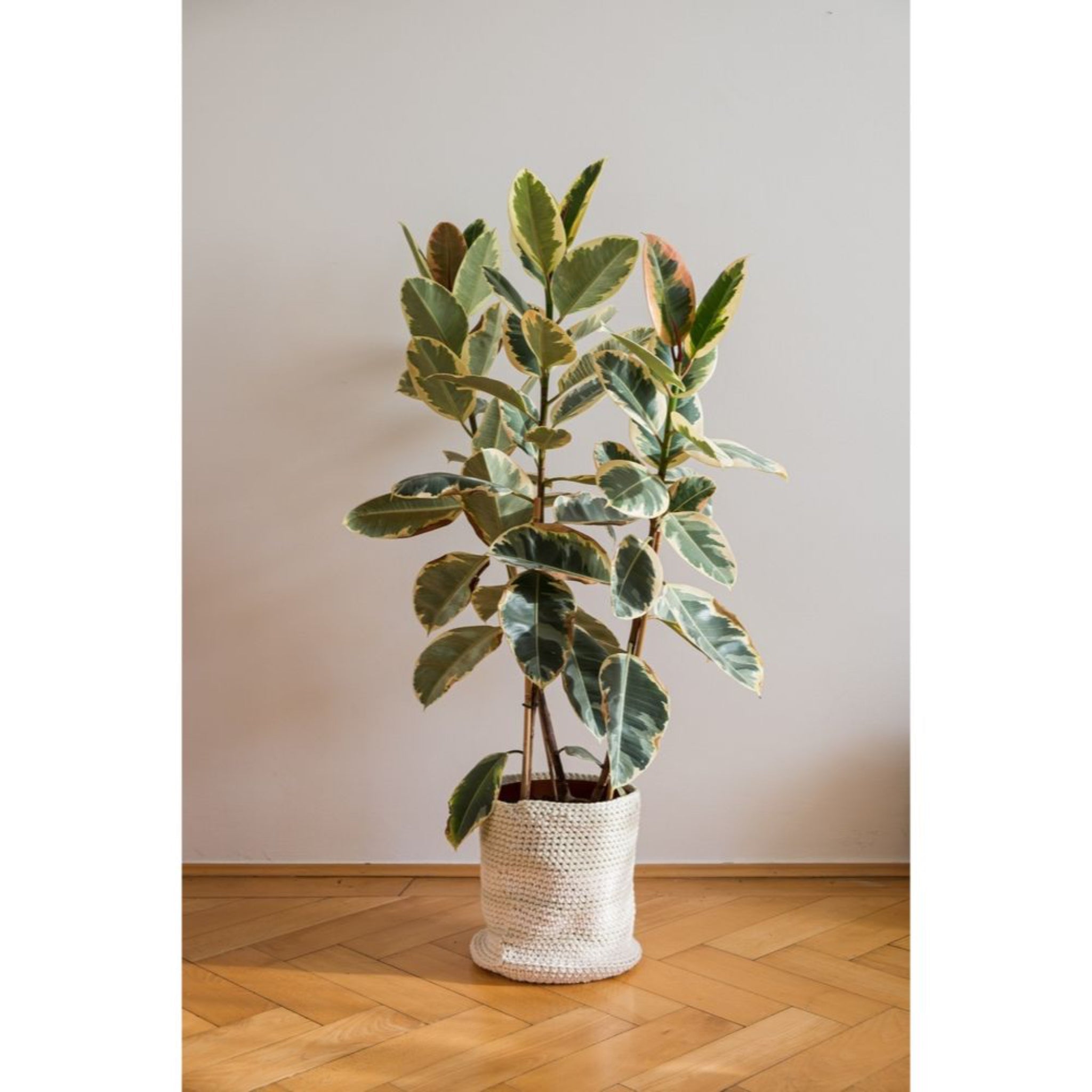 Ficus Tineke - Cheeky Garden