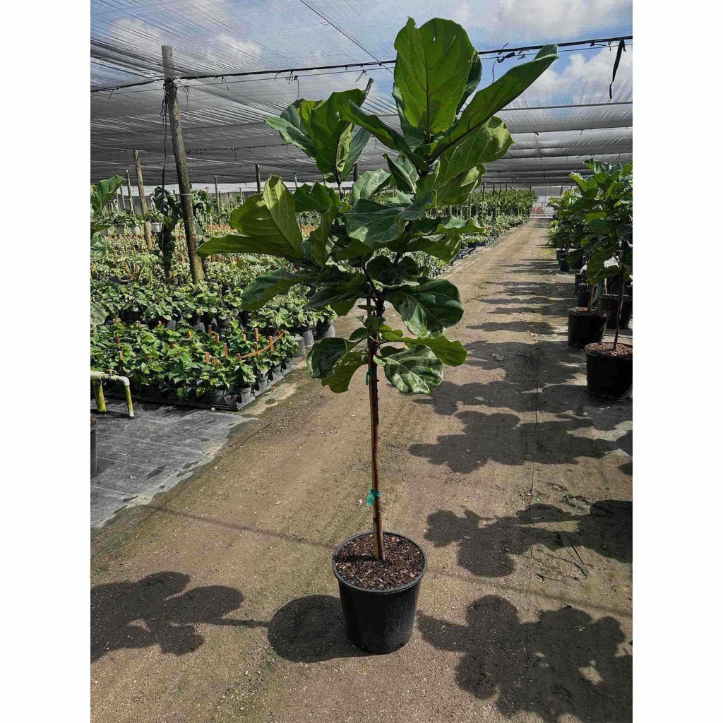 Fiddle Leaf Fig Tree - Cheeky Garden