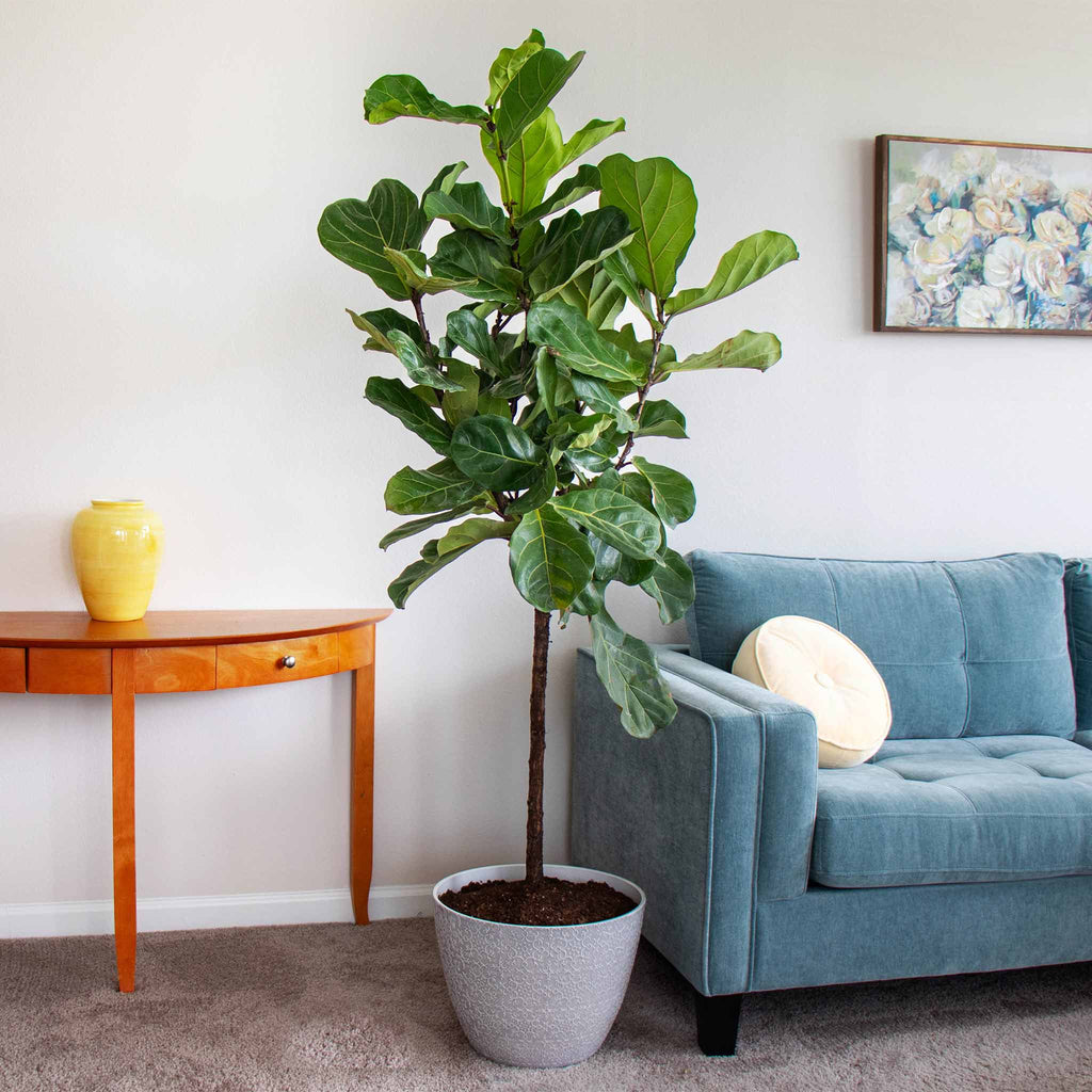 Fiddle Leaf Fig Tree - Cheeky Garden