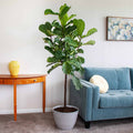 Fiddle Leaf Fig Tree - Cheeky Garden