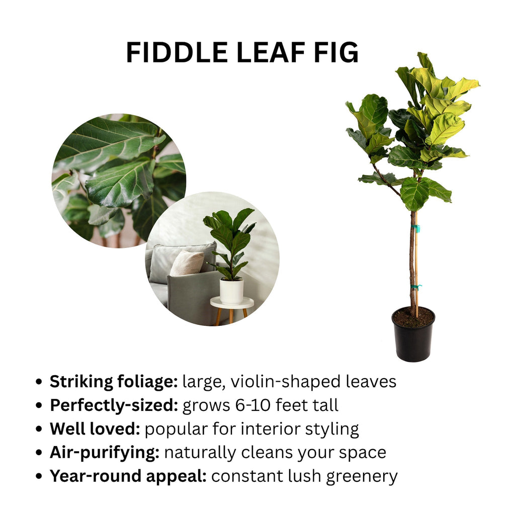 Fiddle Leaf Fig Tree - Cheeky Garden