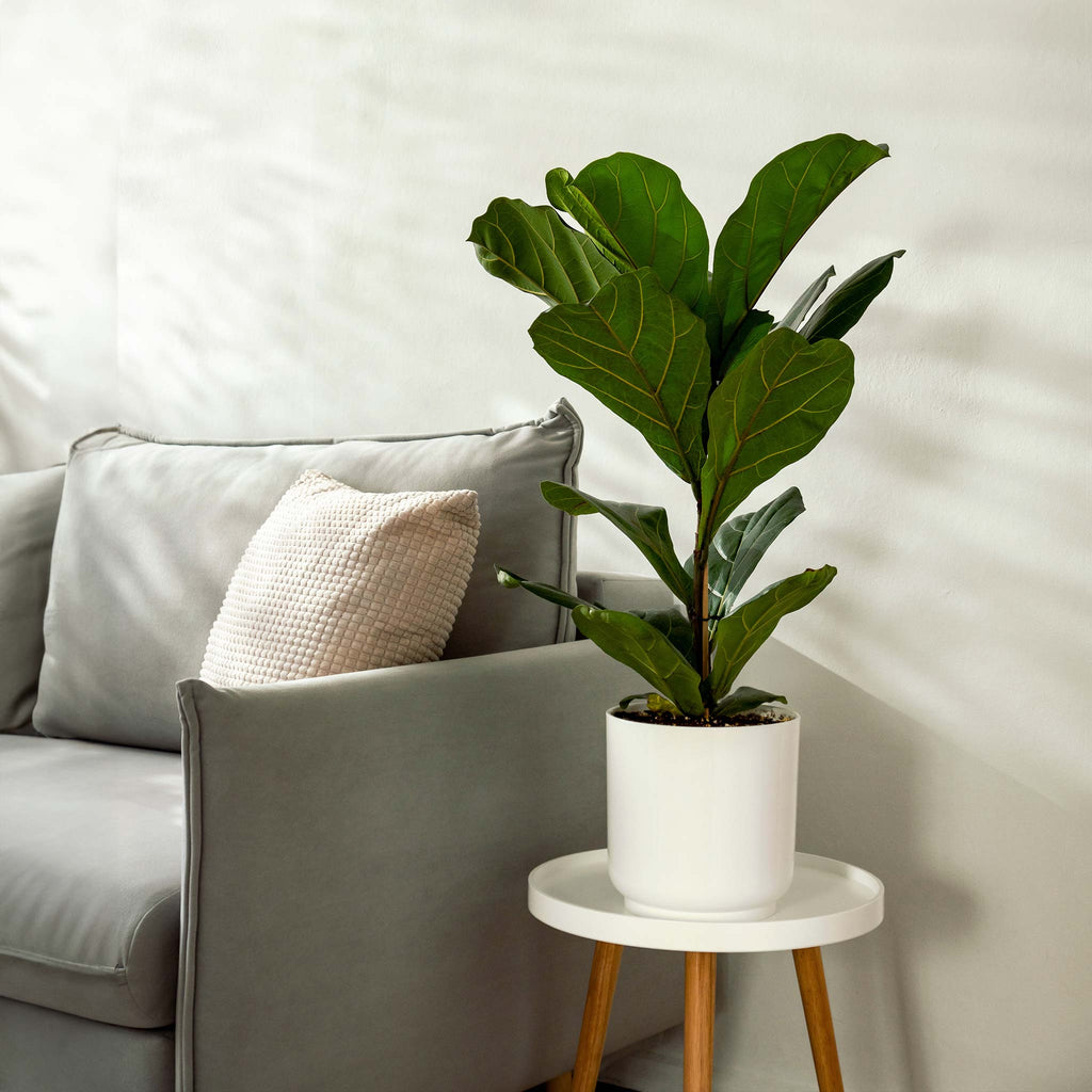 Fiddle Leaf Fig Tree - Cheeky Garden
