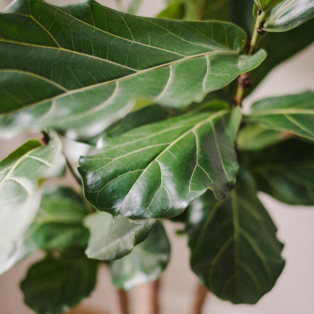 Fiddle Leaf Fig Tree - Cheeky Garden