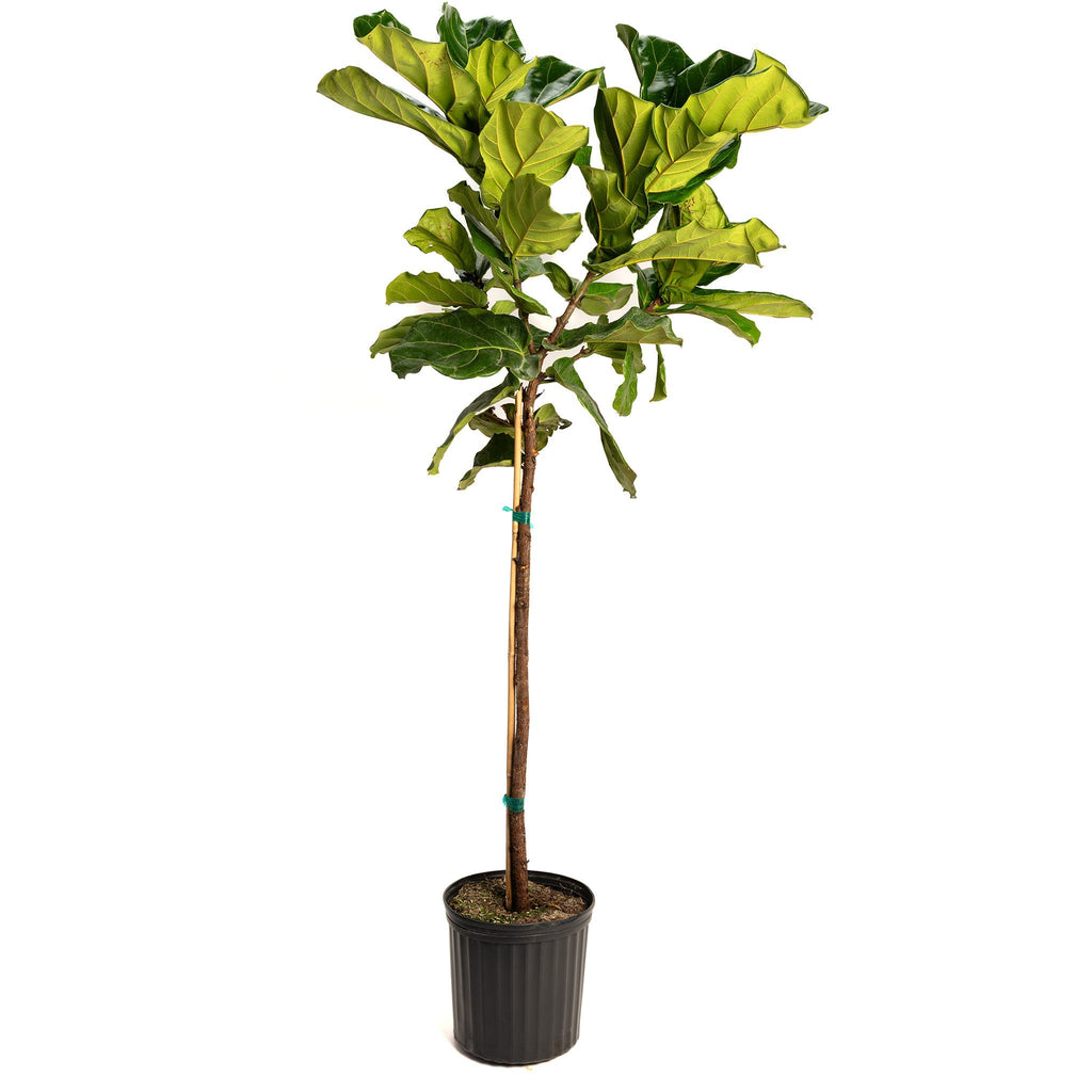 Fiddle Leaf Fig Tree - Cheeky Garden