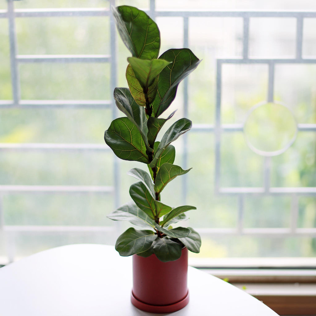 Fiddle Leaf Fig Tree - Cheeky Garden