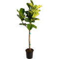 Fiddle Leaf Fig Tree - Cheeky Garden
