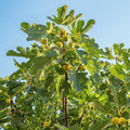 Fig Orchard Pack - Cheeky Garden