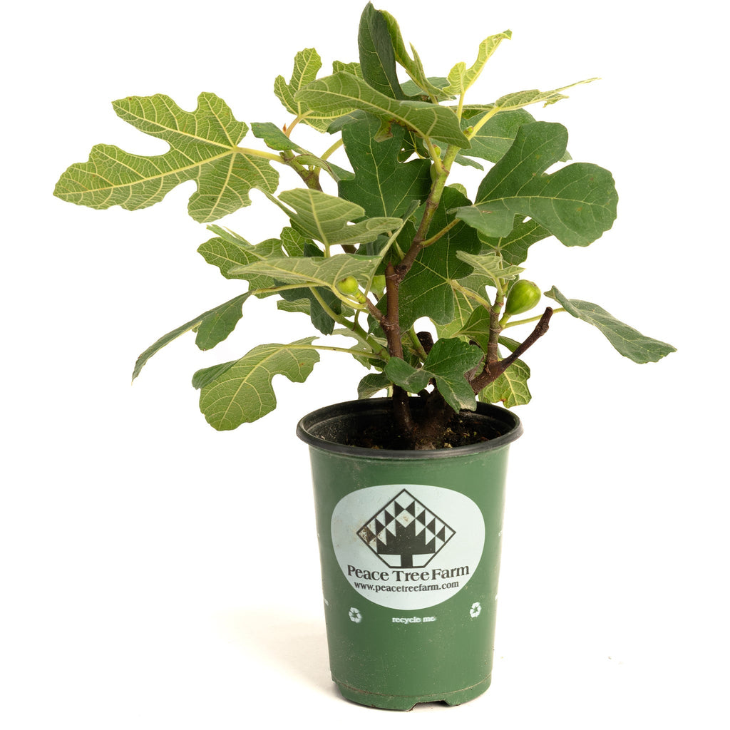 Fignominal Fig - Cheeky Garden