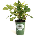 Fignominal Fig - Cheeky Garden