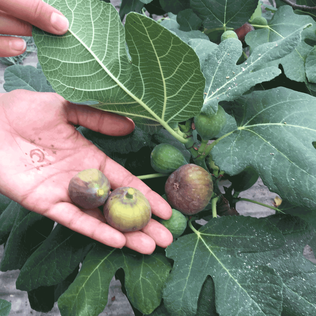 Fignominal Fig - Cheeky Garden