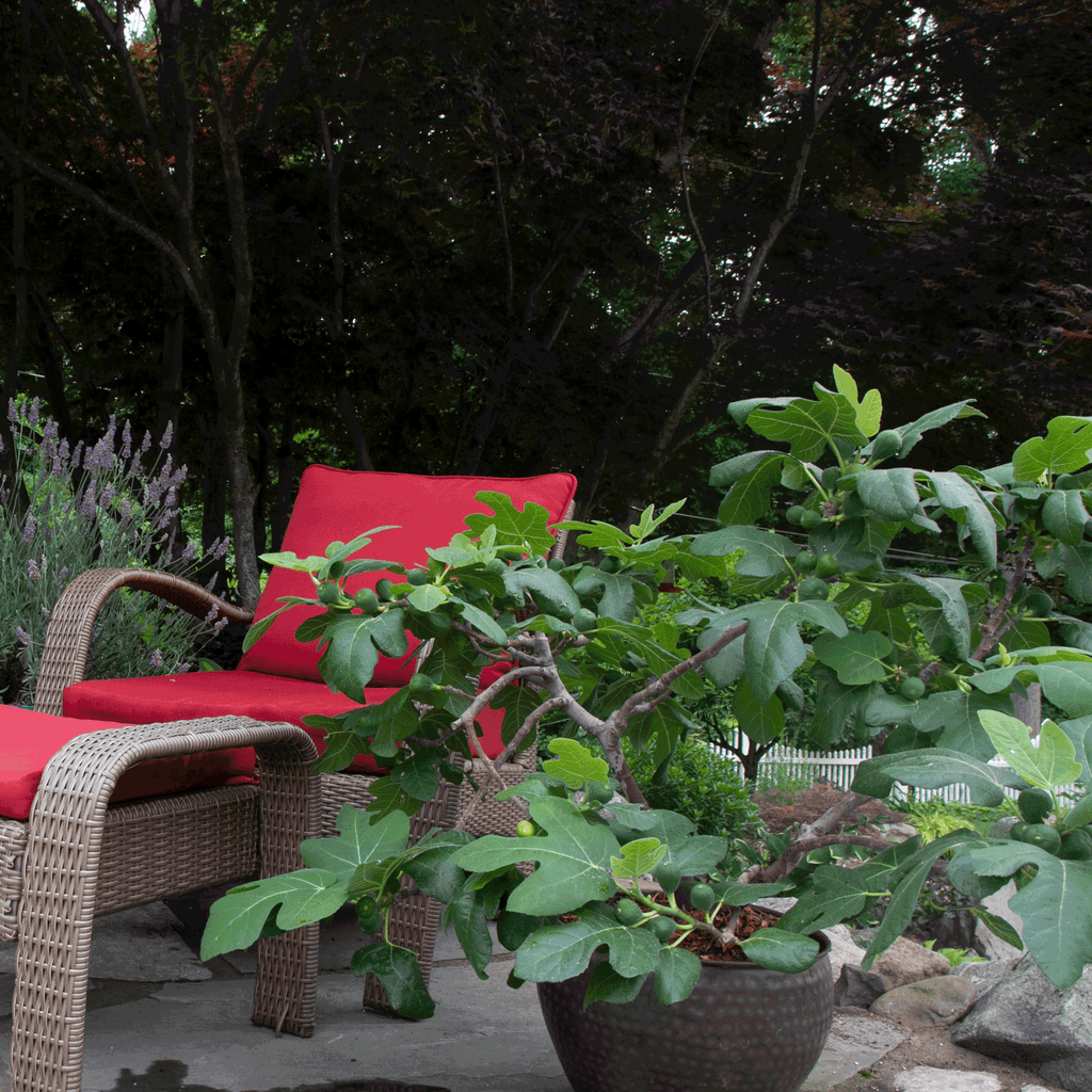 Fignominal Fig - Cheeky Garden