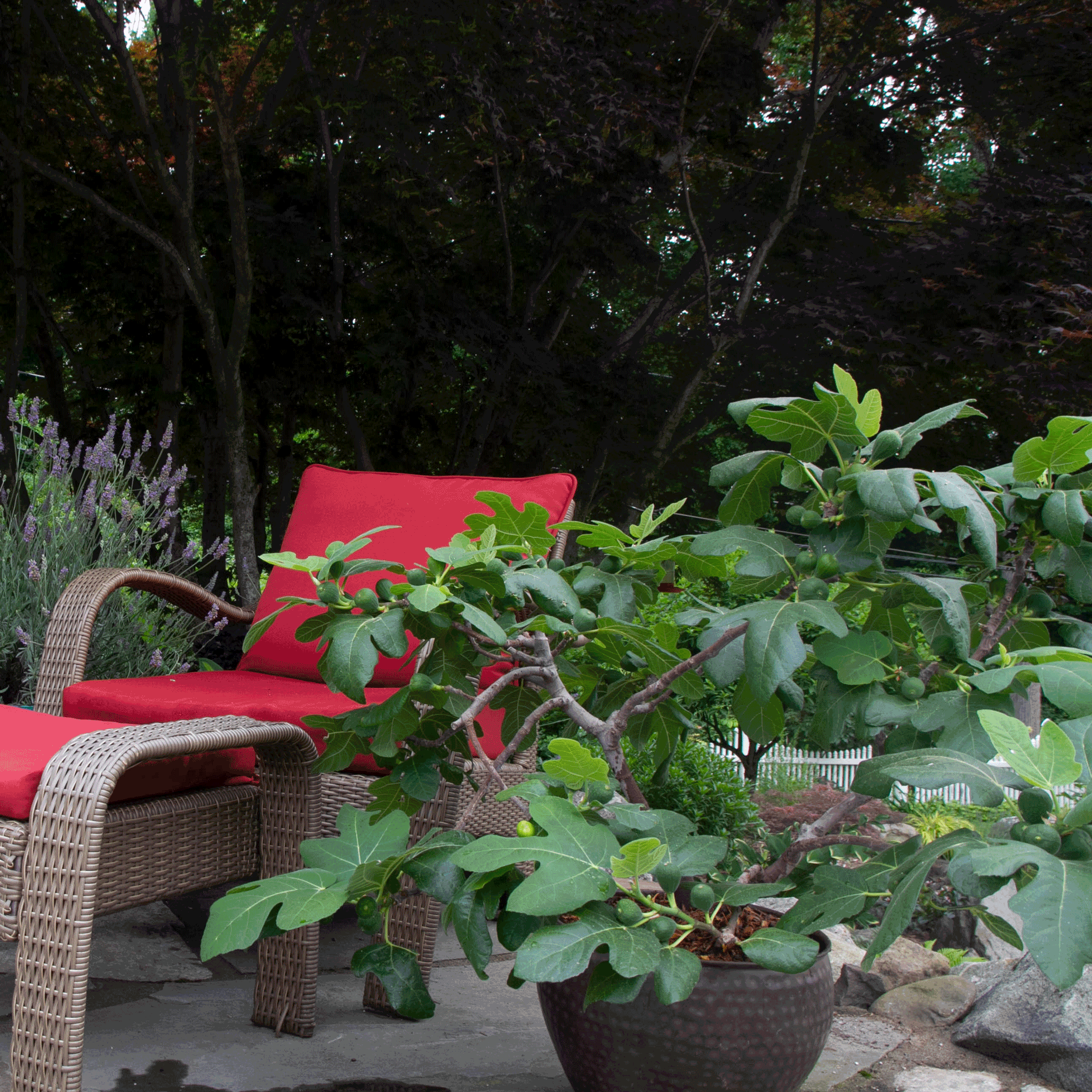 Fignominal Fig - Cheeky Garden