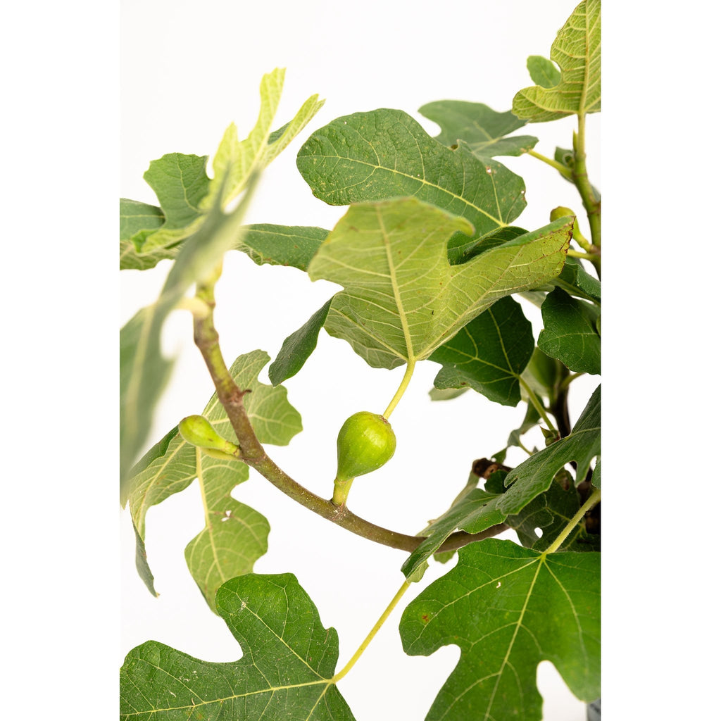 Fignominal Fig - Cheeky Garden