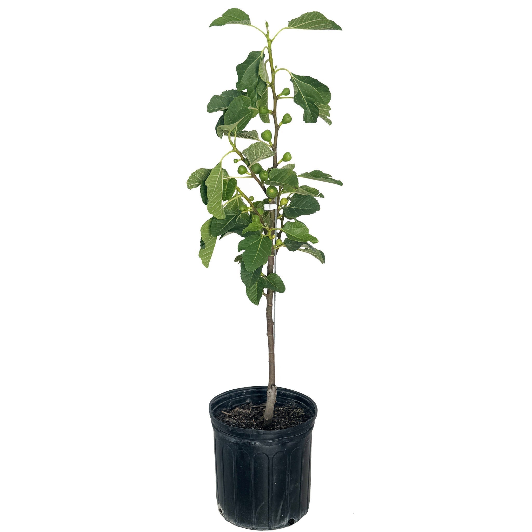 Fignominal Fig - Cheeky Garden