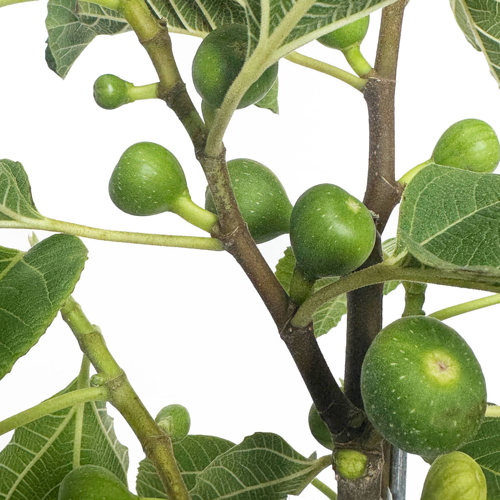 Fignominal Fig - Cheeky Garden