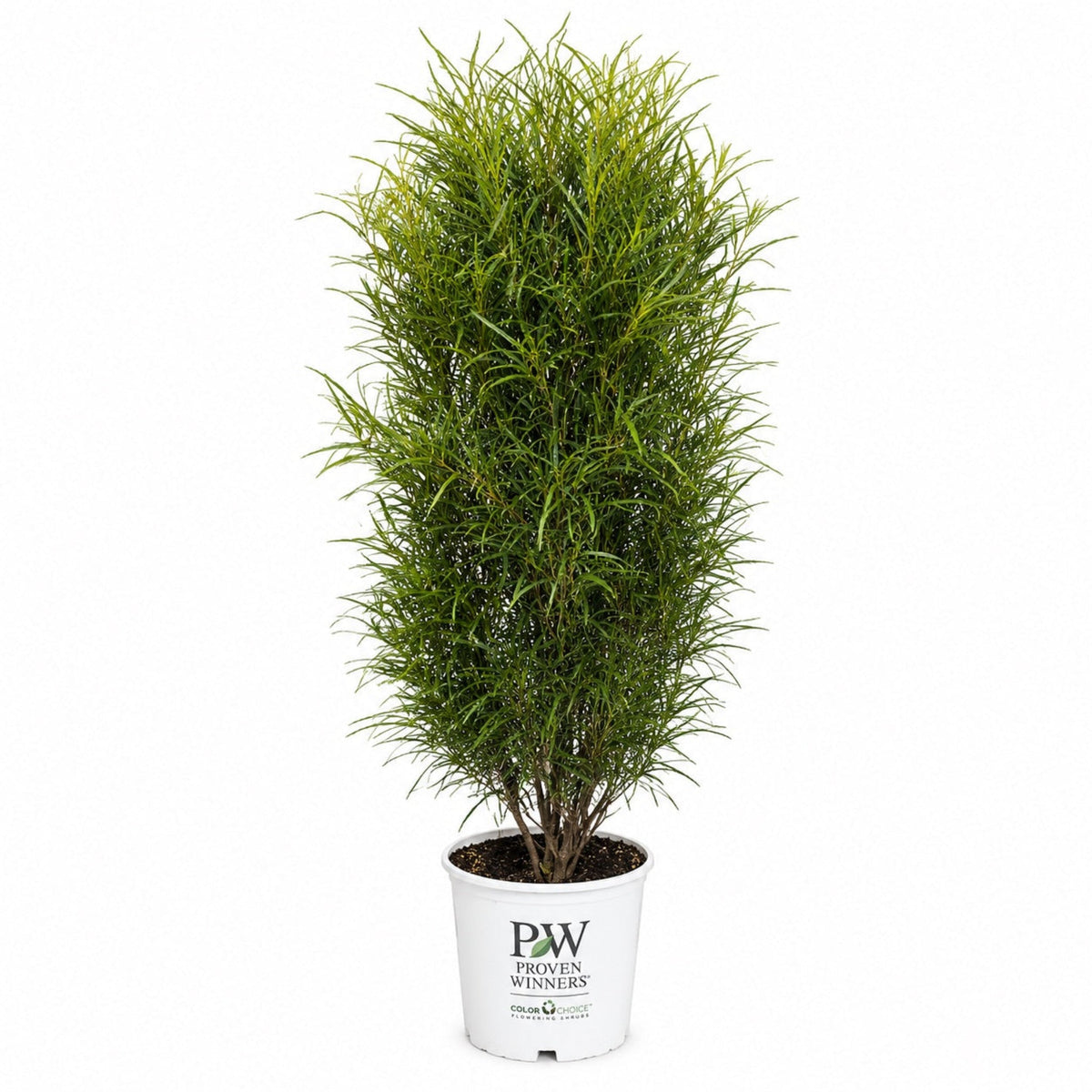 Fine Line® Buckthorn - Cheeky Garden