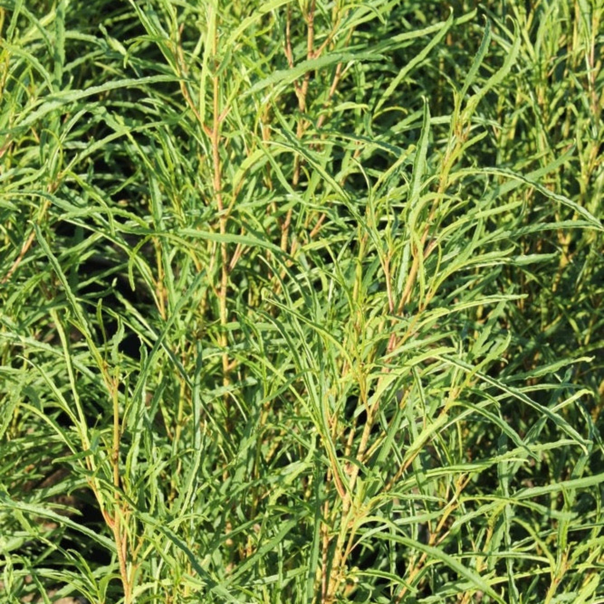 Fine Line® Buckthorn - Cheeky Garden