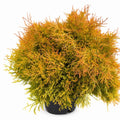 Fire Chief™ Thuja - Cheeky Garden