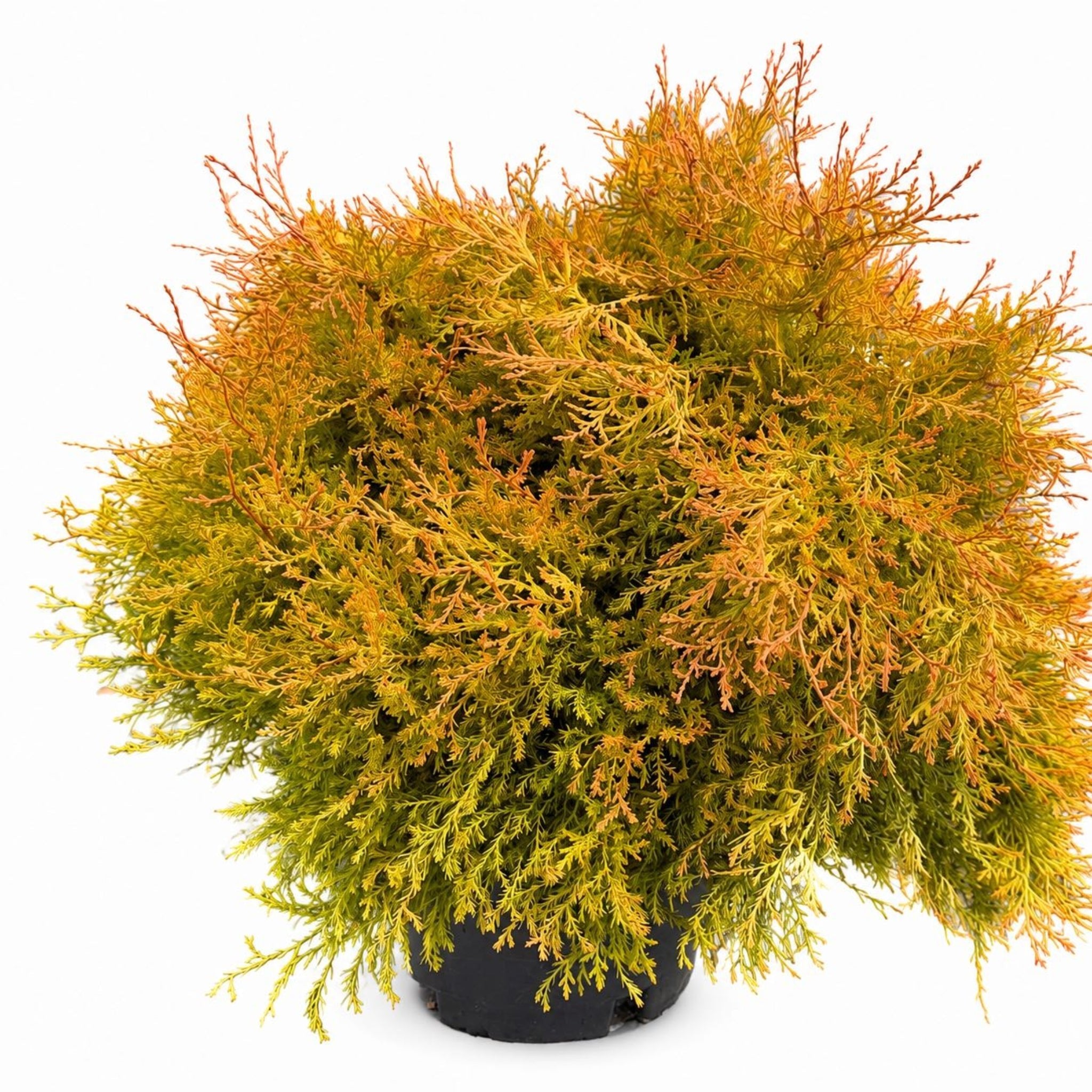 Fire Chief™ Thuja - Cheeky Garden