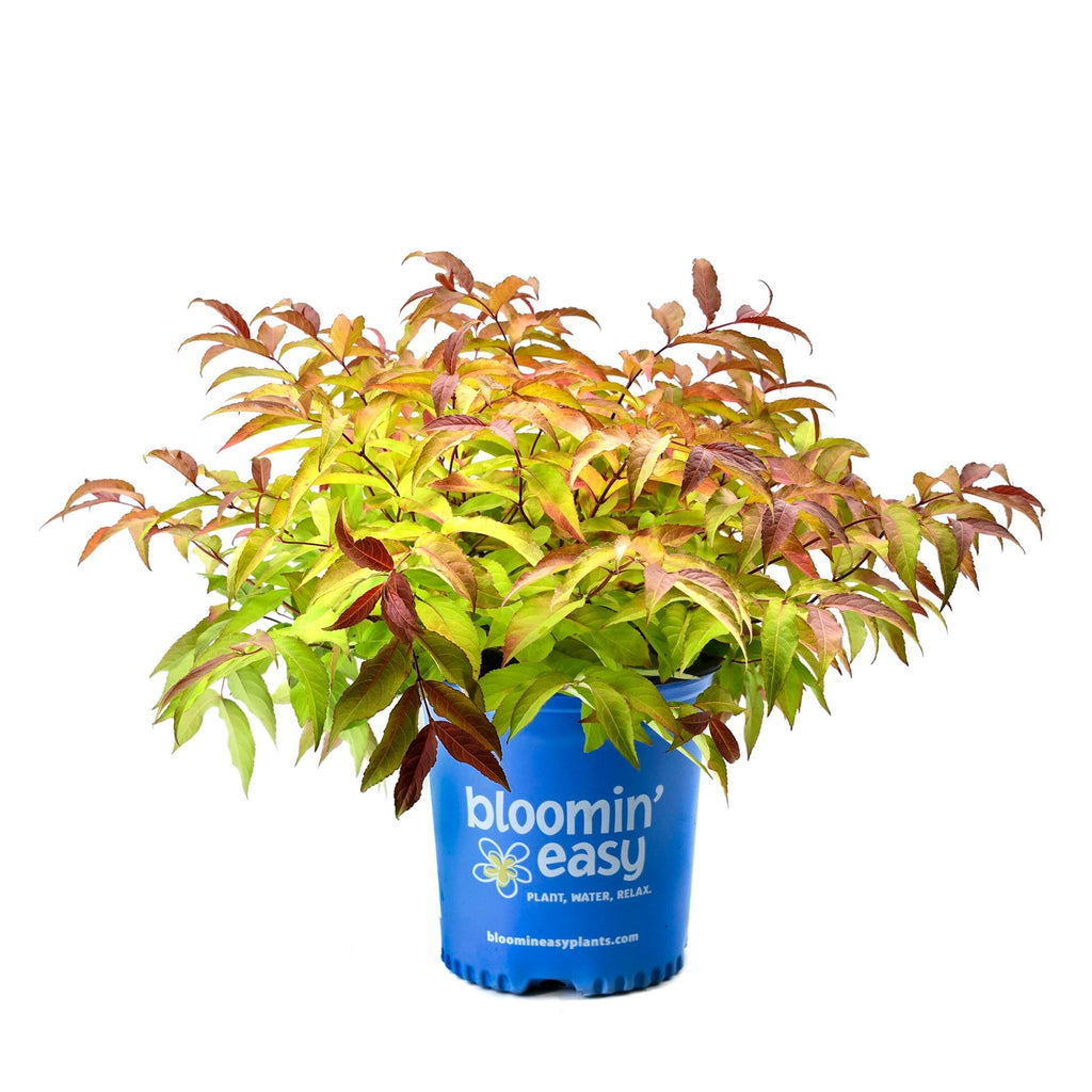 Firefly® Bush Honeysuckle - Cheeky Garden