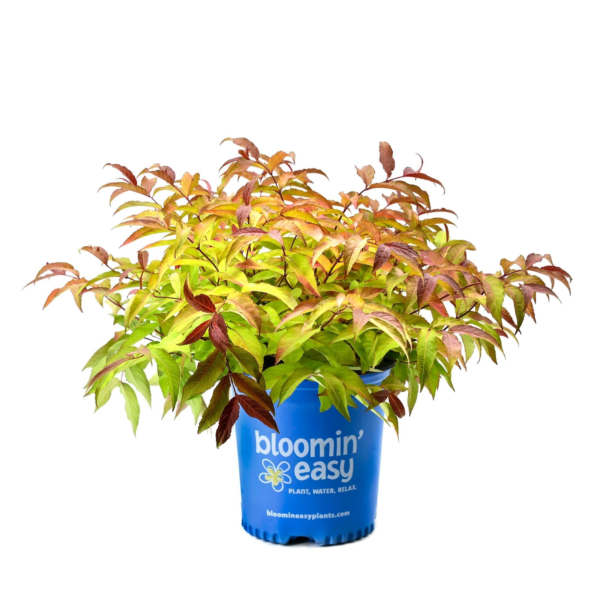 Firefly® Bush Honeysuckle - Cheeky Garden