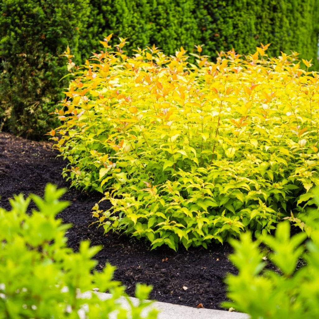 Firefly® Bush Honeysuckle - Cheeky Garden