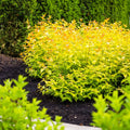 Firefly® Bush Honeysuckle - Cheeky Garden