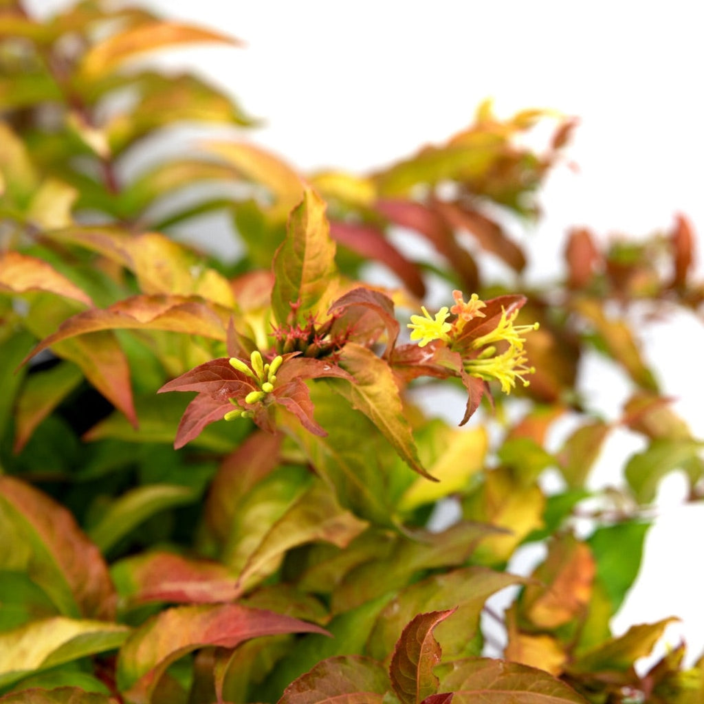 Firefly® Bush Honeysuckle - Cheeky Garden