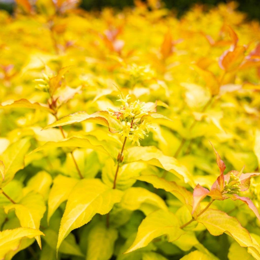 Firefly® Bush Honeysuckle - Cheeky Garden