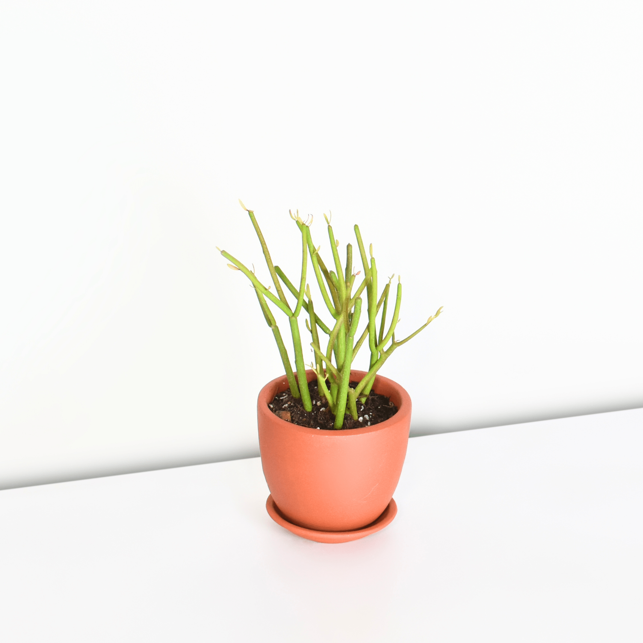 Firesticks Pencil Cactus (Euphorbia Tirucalli) - Cheeky Garden
