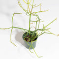 Firesticks Pencil Cactus (Euphorbia Tirucalli) - Cheeky Garden