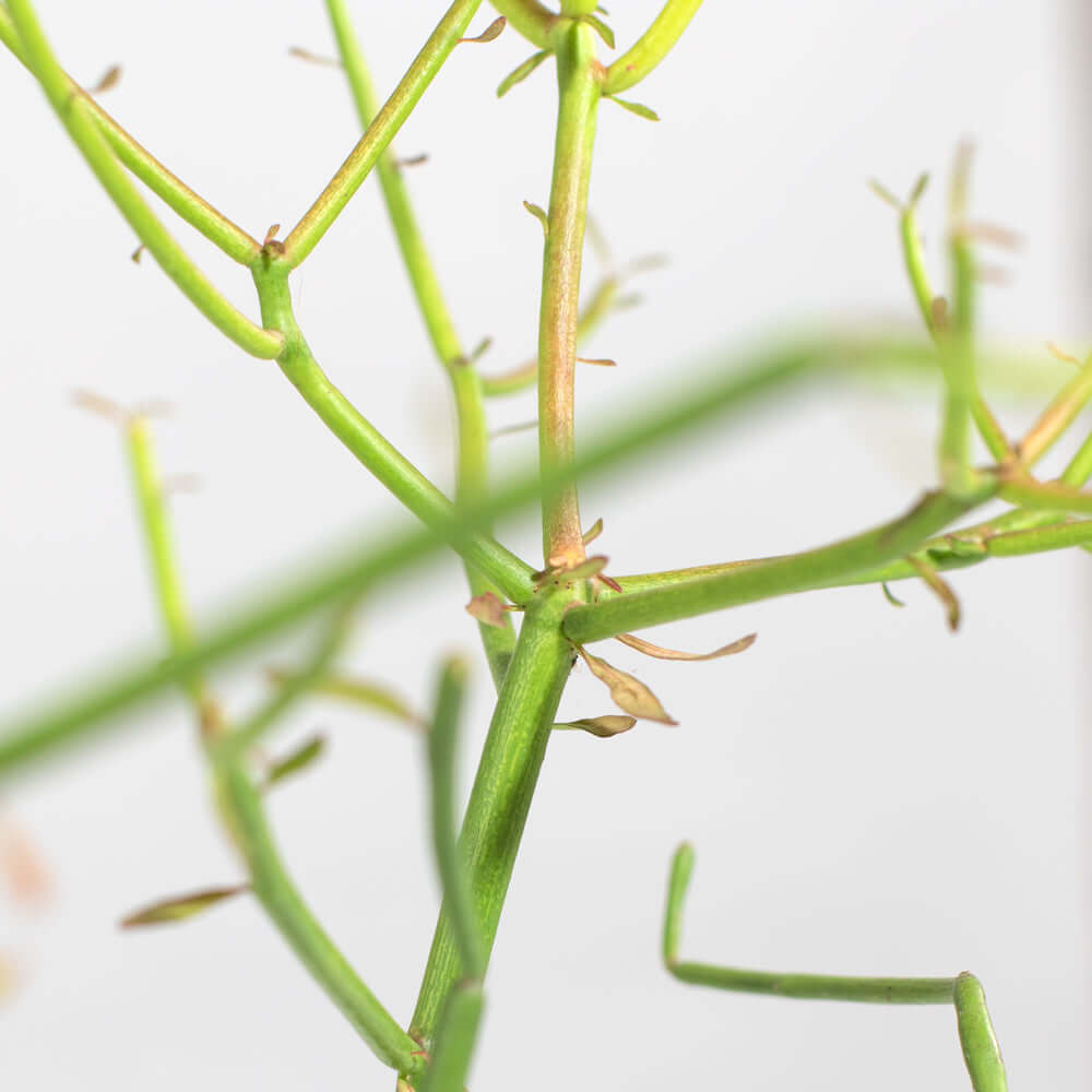 Firesticks Pencil Cactus (Euphorbia Tirucalli) - Cheeky Garden