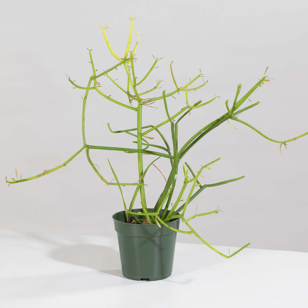 Firesticks Pencil Cactus (Euphorbia Tirucalli) - Cheeky Garden