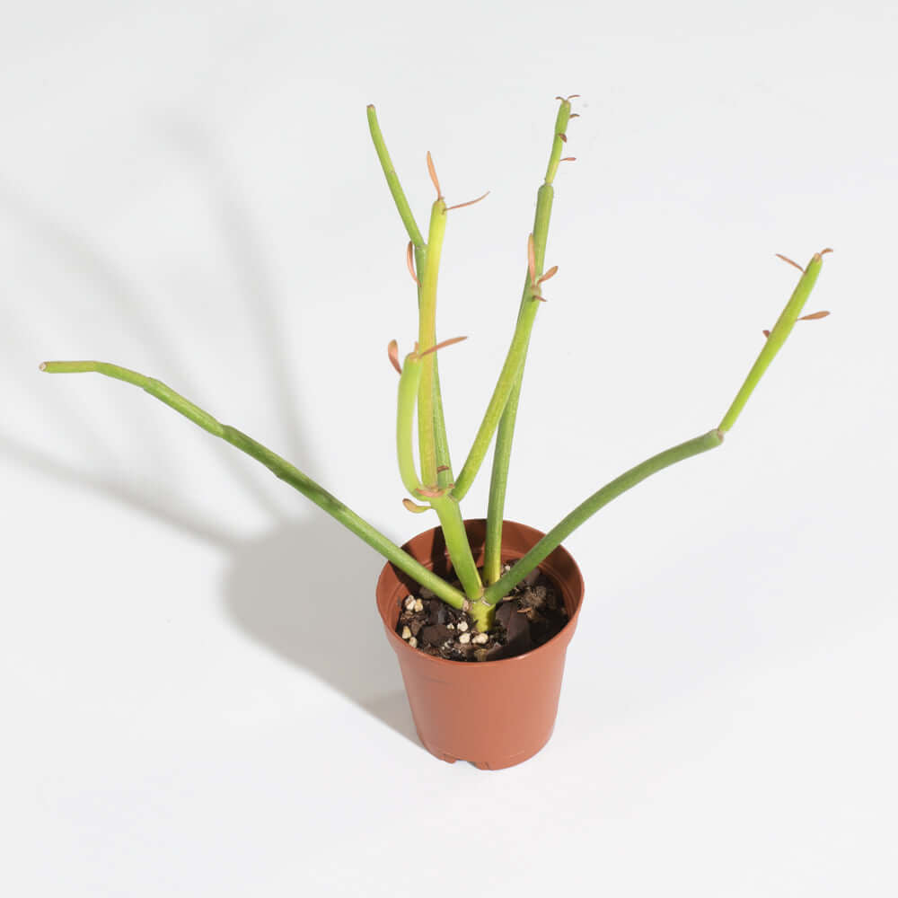 Firesticks Pencil Cactus (Euphorbia Tirucalli) - Cheeky Garden