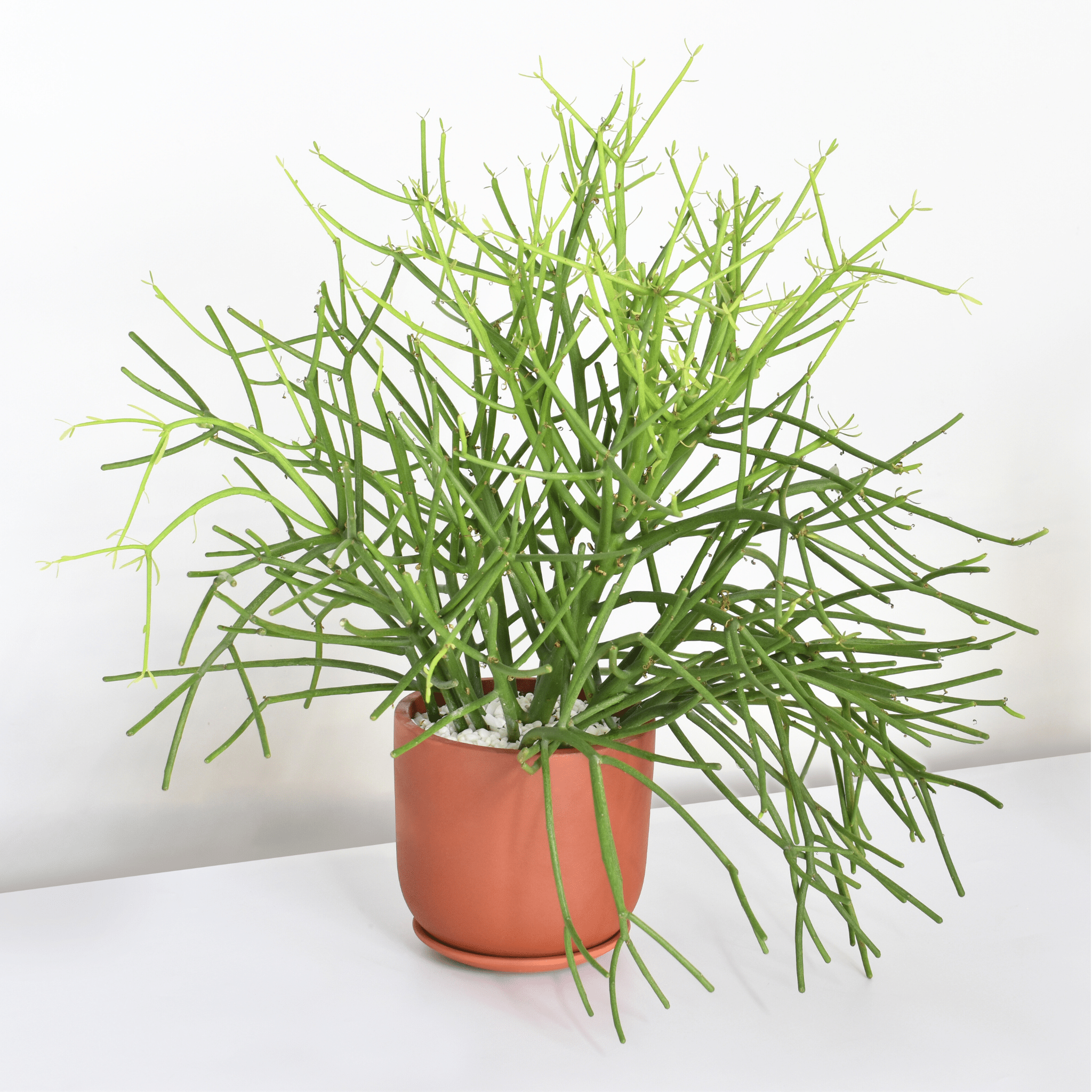 Firesticks Pencil Cactus (Euphorbia Tirucalli) - Cheeky Garden