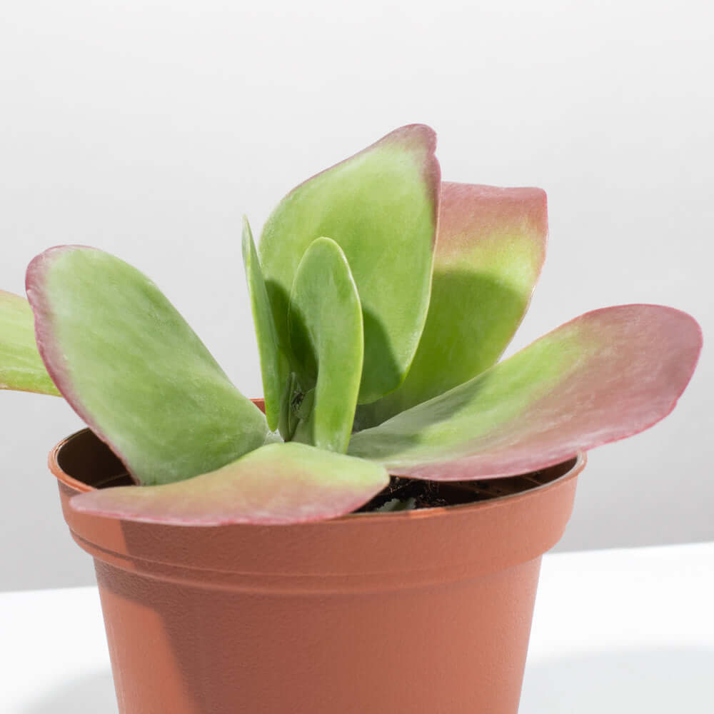 Flapjacks Paddle Plant Succulent (Kalanchoe thyrsiflora) - Cheeky Garden