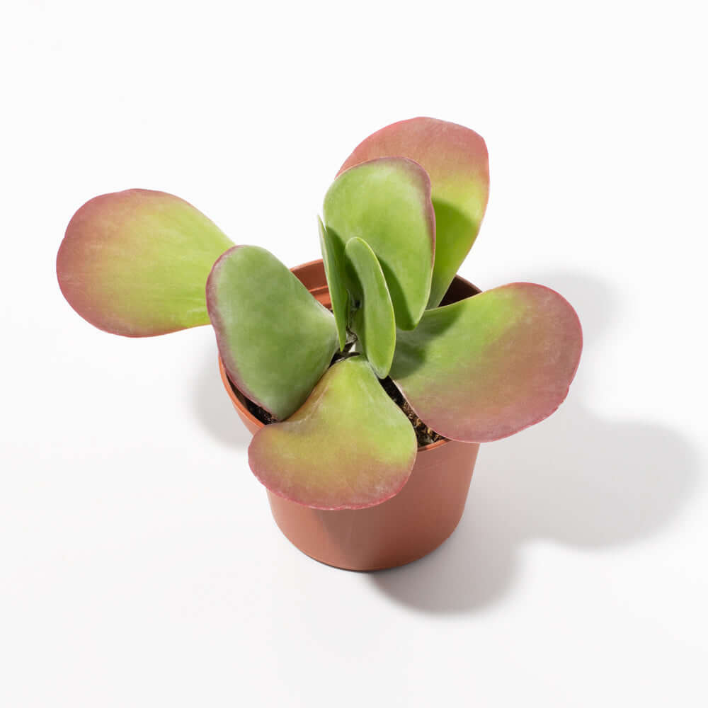 Flapjacks Paddle Plant Succulent (Kalanchoe thyrsiflora) - Cheeky Garden