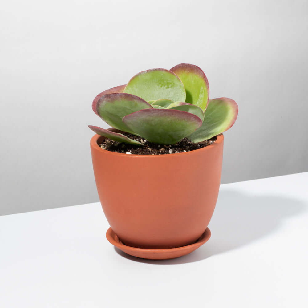 Flapjacks Paddle Plant Succulent (Kalanchoe thyrsiflora) - Cheeky Garden