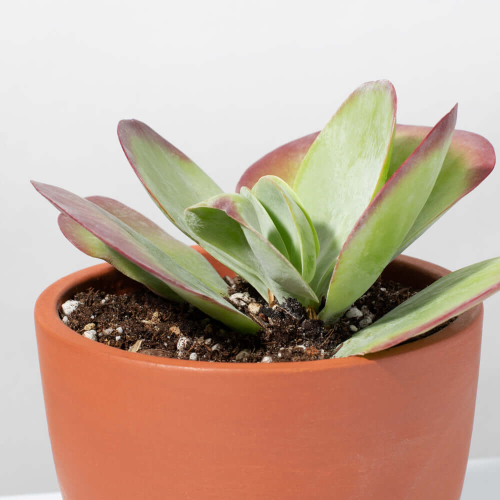 Flapjacks Paddle Plant Succulent (Kalanchoe thyrsiflora) - Cheeky Garden