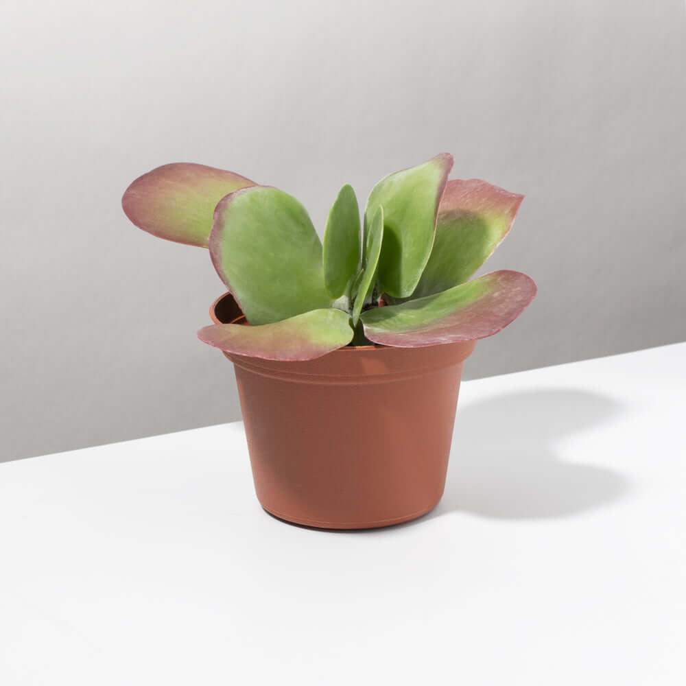 Flapjacks Paddle Plant Succulent (Kalanchoe thyrsiflora) - Cheeky Garden