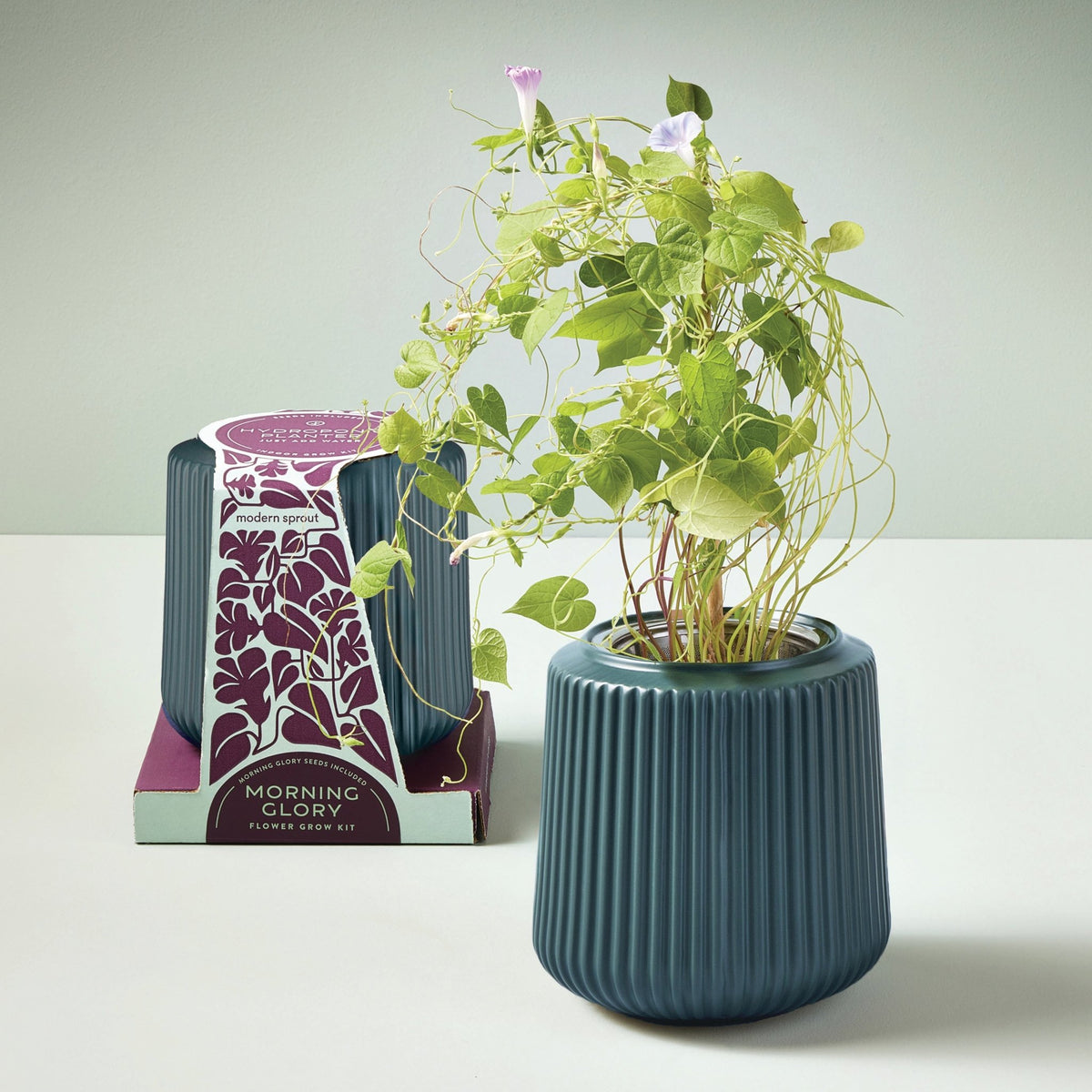 Flower Grow Kits - Cheeky Garden