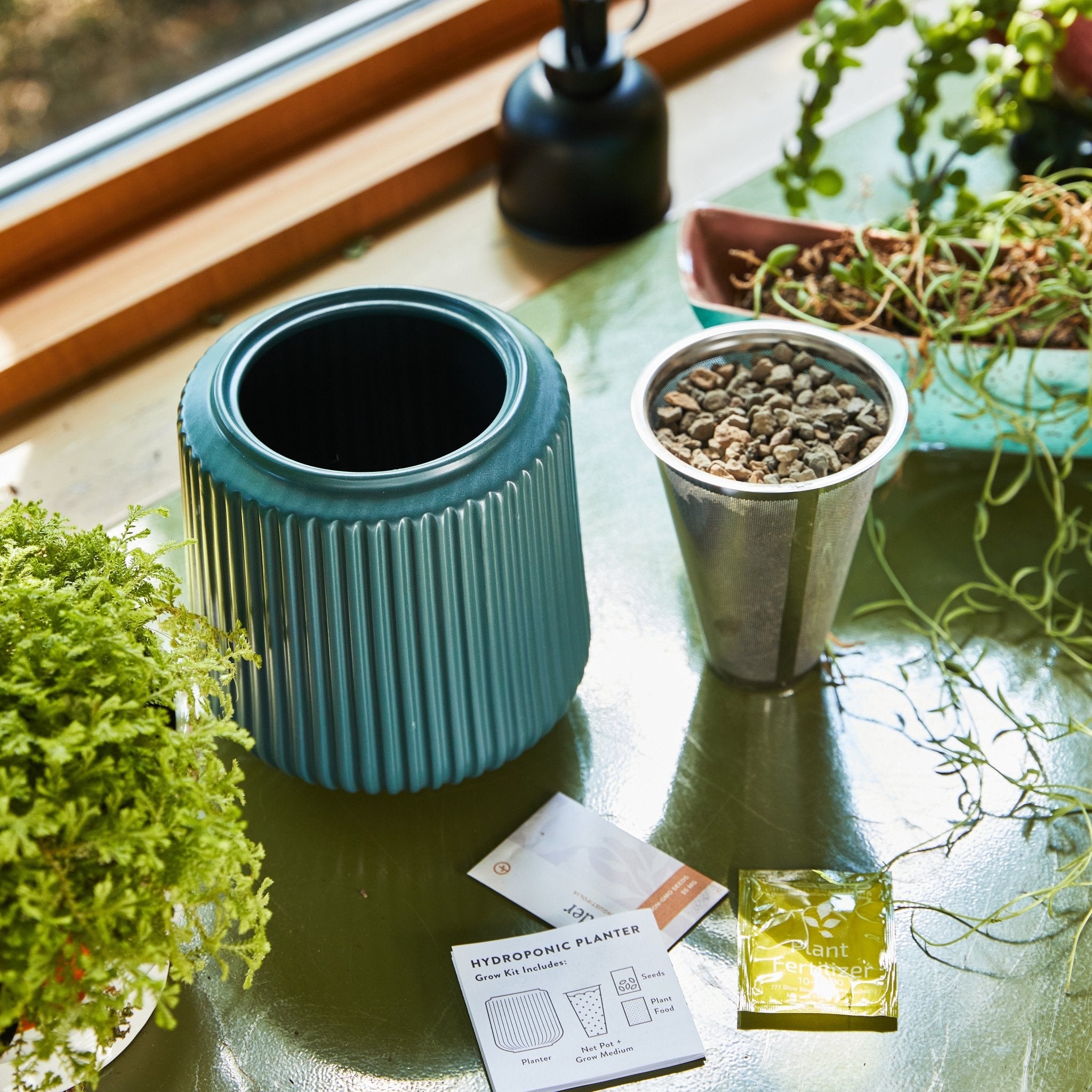 Flower Grow Kits - Cheeky Garden