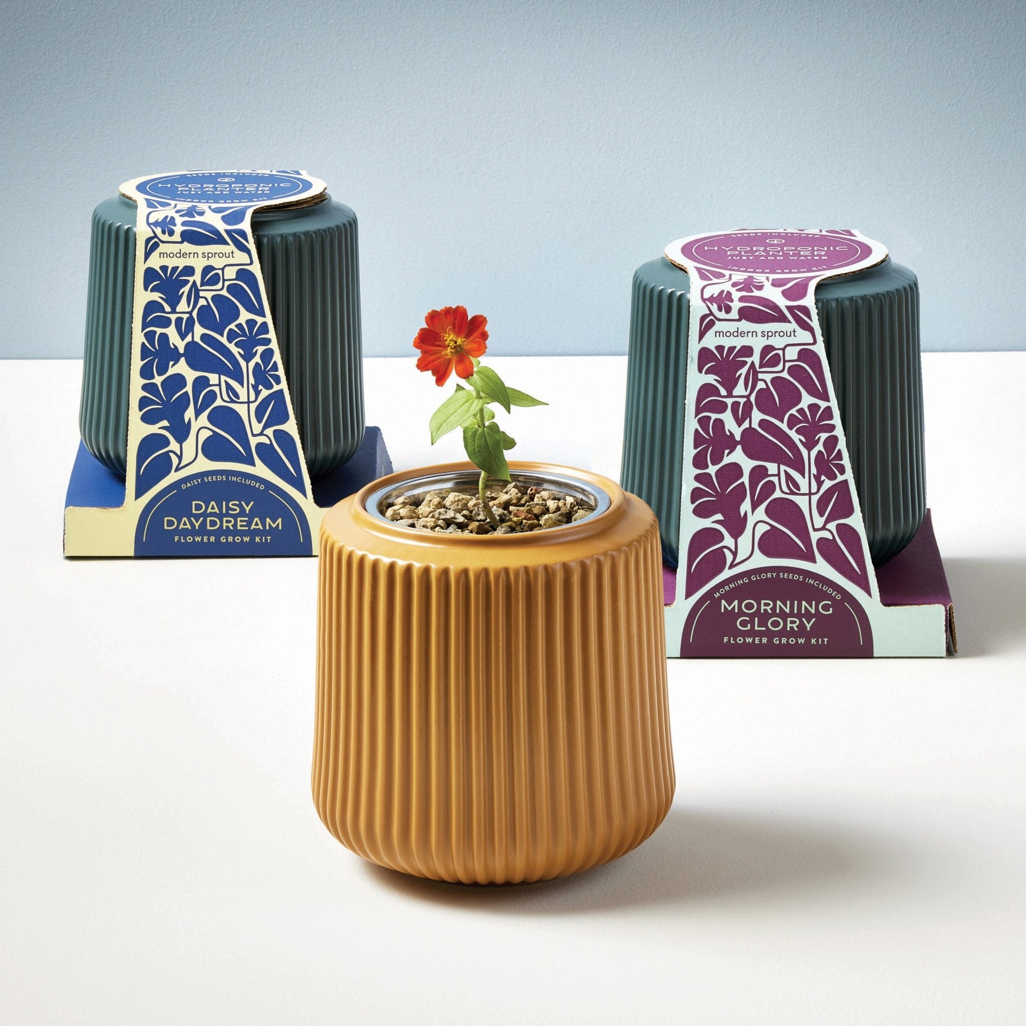 Flower Grow Kits - Cheeky Garden