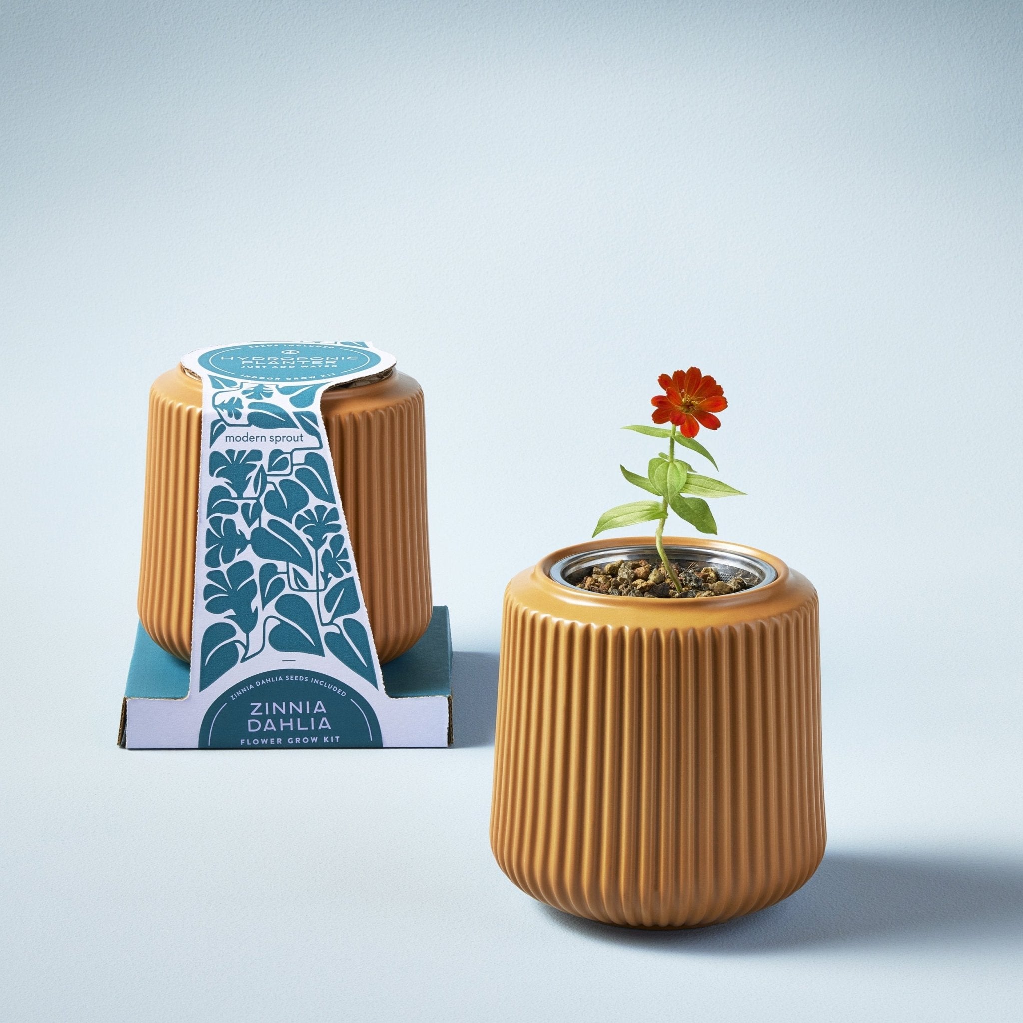 Flower Grow Kits - Cheeky Garden
