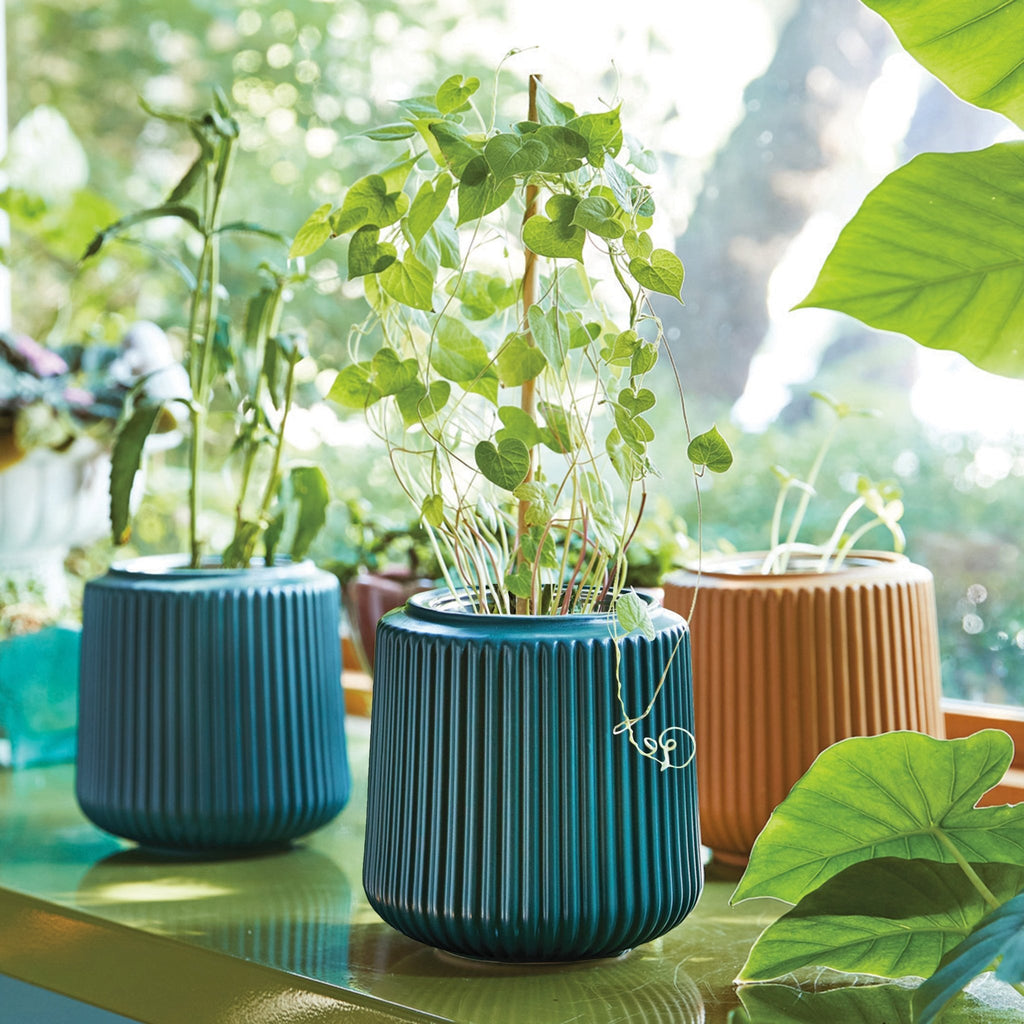 Flower Grow Kits - Cheeky Garden