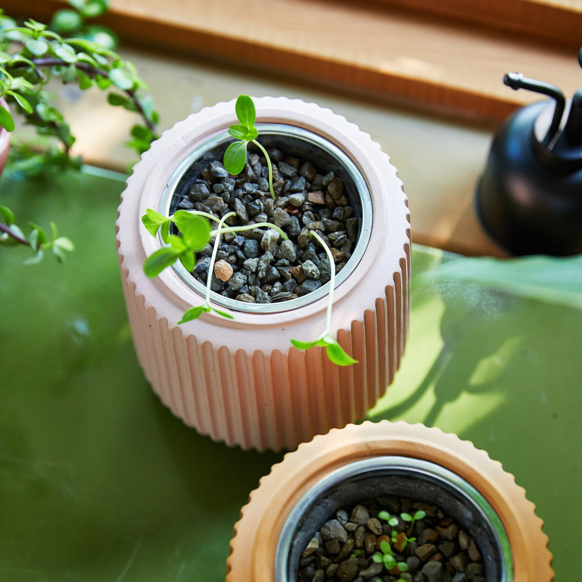 Flower Grow Kits - Cheeky Garden