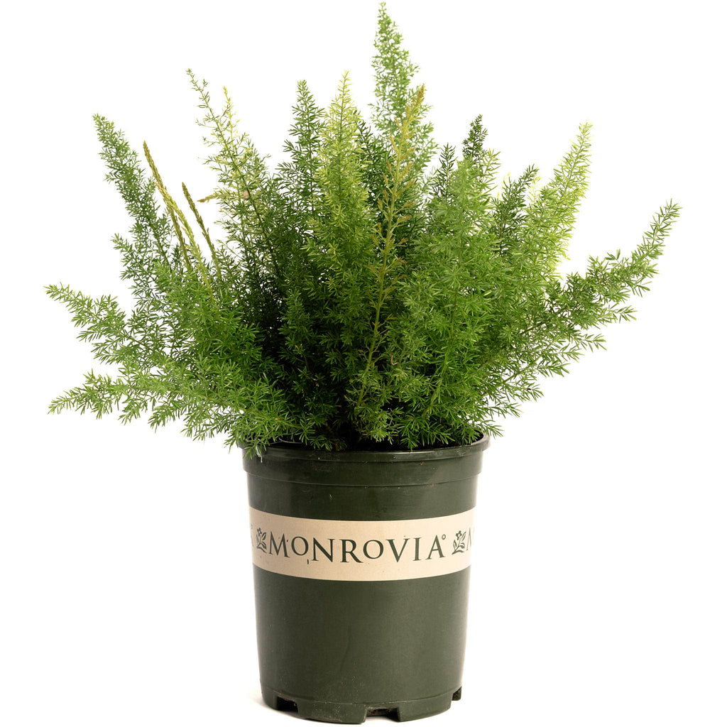 Foxtail Fern - Cheeky Garden