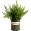Foxtail Fern - Cheeky Garden