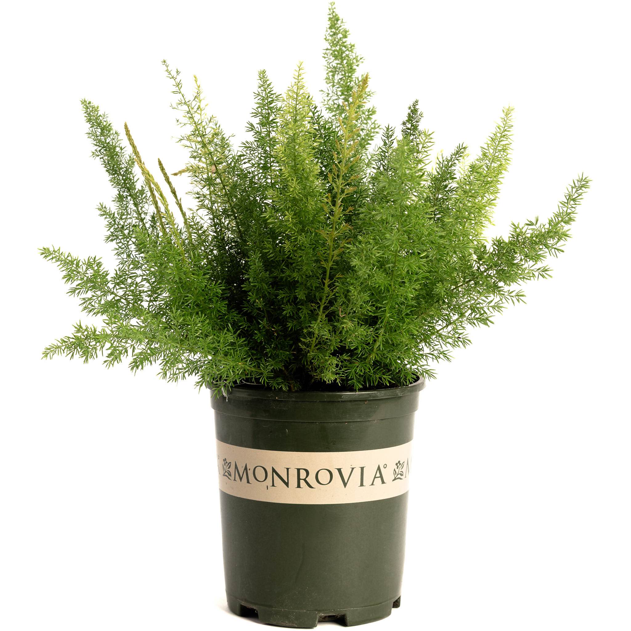 Foxtail Fern - Cheeky Garden